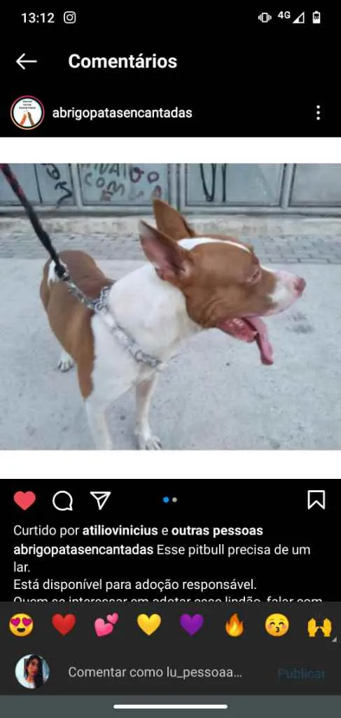 Cachorro ra a Pitbull idade 2 anos nome Zeus