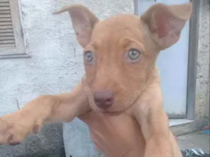 Cachorro raça Vira - lata idade 2 a 6 meses nome Morena