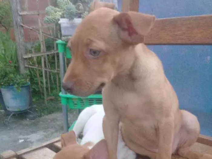 Cachorro ra a Vira - lata idade 2 a 6 meses nome Morena