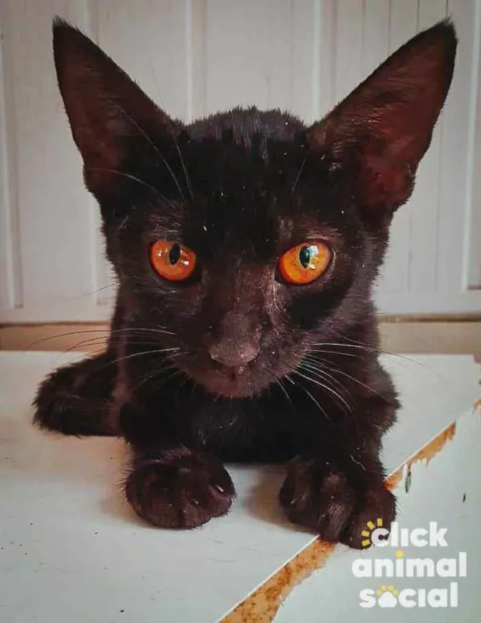 Gato ra a SRD idade 2 a 6 meses nome Esmeralda