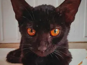 Gato raça SRD idade 2 a 6 meses nome Esmeralda
