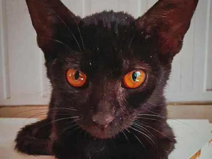 Gato ra a SRD idade 2 a 6 meses nome Esmeralda