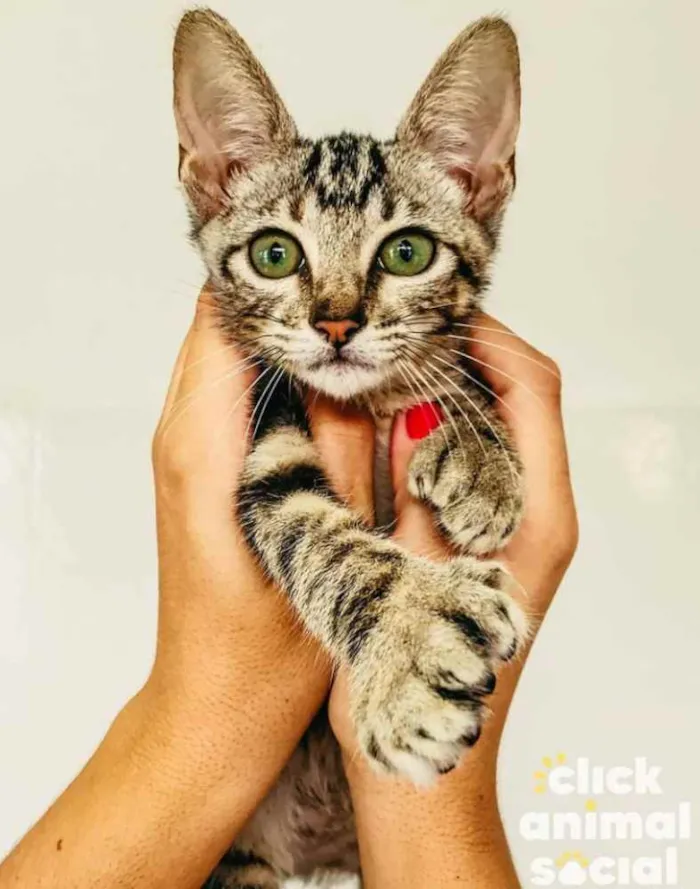 Gato raça SRD idade 2 a 6 meses nome Rick