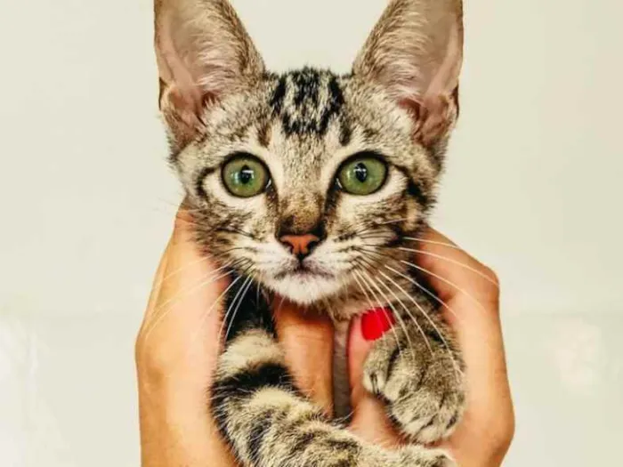 Gato raça SRD idade 2 a 6 meses nome Rick