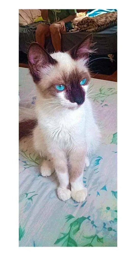Gato ra a Viralata idade 2 a 6 meses nome Alecrim
