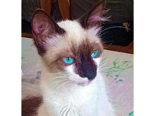 Gato ra a Viralata idade 2 a 6 meses nome Alecrim