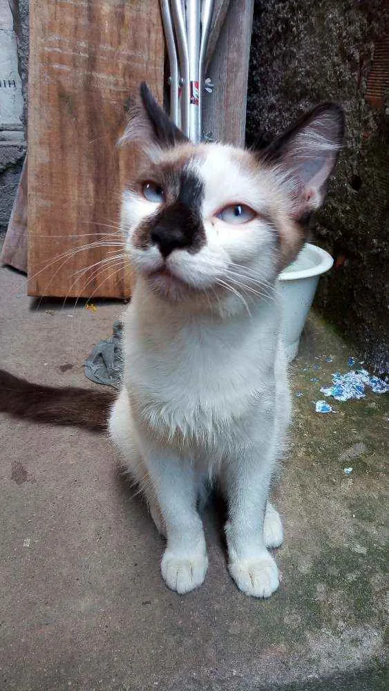 Gato ra a Viralata idade 2 a 6 meses nome Sem nome