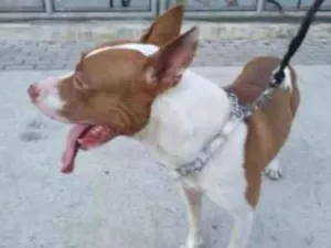 Cachorro raça Pitbull idade 2 anos nome Zeus
