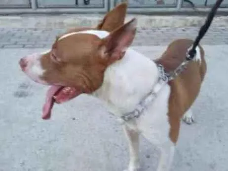 Cachorro ra a Pitbull idade 2 anos nome Zeus