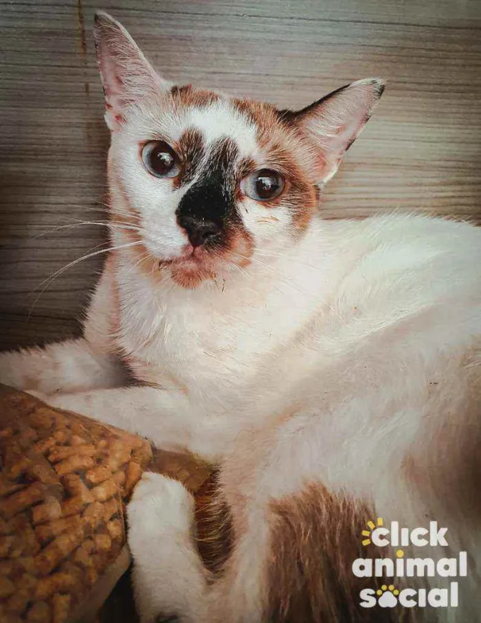 Gato ra a SRD idade 7 a 11 meses nome Laura