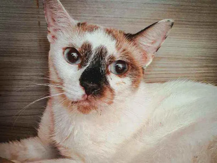 Gato ra a SRD idade 7 a 11 meses nome Laura