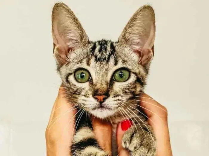 Gato raça SRD idade 2 a 6 meses nome Rick