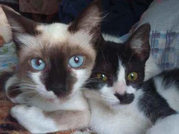 Gato ra a Viralata idade 2 a 6 meses nome Alecrim