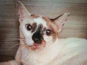 Gato raça SRD idade 7 a 11 meses nome Laura