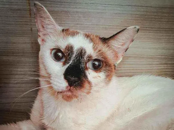 Gato ra a SRD idade 7 a 11 meses nome Laura