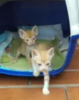 Laranjinhas e petinho