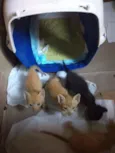 Laranjinhas e petinho