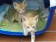 Laranjinhas e petinho