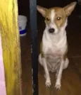 Alemão