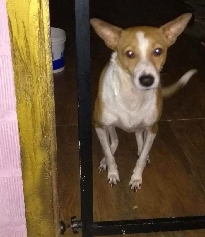 Cachorro ra a SRD idade 1 ano nome Alemão
