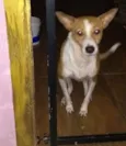 Alemão