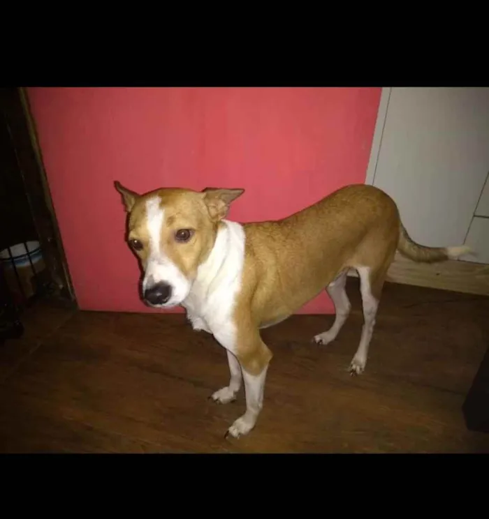 Cachorro ra a SRD idade 1 ano nome Alemão