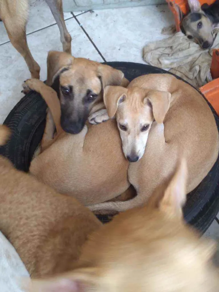 Cachorro ra a Srd idade 2 a 6 meses nome JOAO E Maria