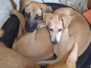 Cachorro raça Srd idade 2 a 6 meses nome JOAO E Maria