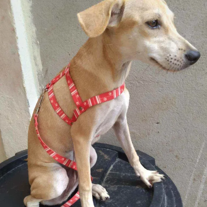 Cachorro ra a Srd idade 2 a 6 meses nome Maria