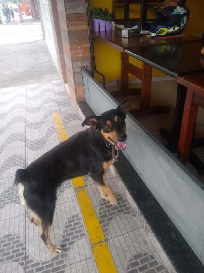 Cachorro raça Sem  raça definida idade 3 anos nome Thor