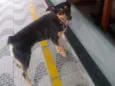 Cachorro raça Sem  raça definida idade 3 anos nome Thor