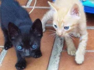 Gato raça Srd idade Abaixo de 2 meses nome Laranjinhas e petinho