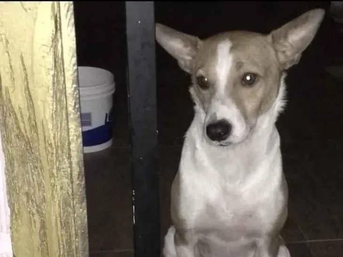 Cachorro ra a SRD idade 1 ano nome Alemão