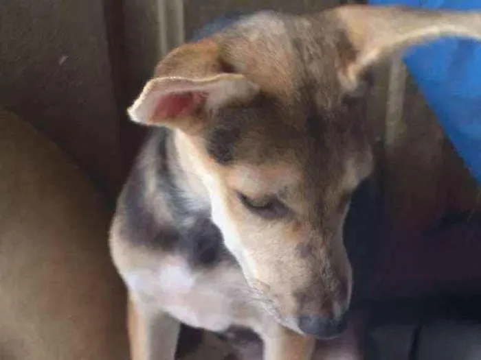 Cachorro ra a Srd idade 2 a 6 meses nome Pietra