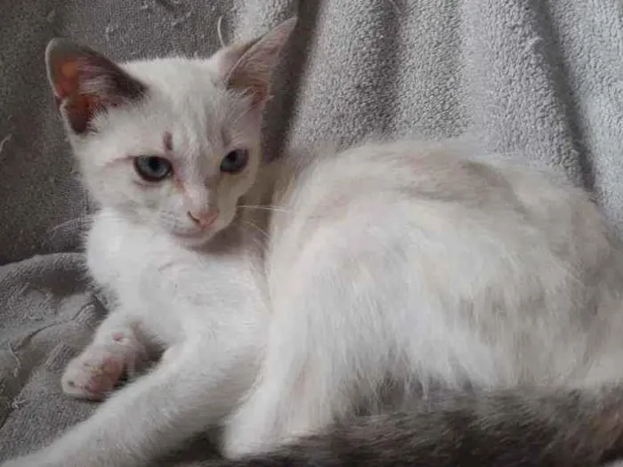 Gato raça S/D  idade 2 a 6 meses nome Yasmin 