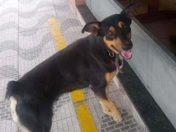Cachorro raça Sem  raça definida idade 3 anos nome Thor