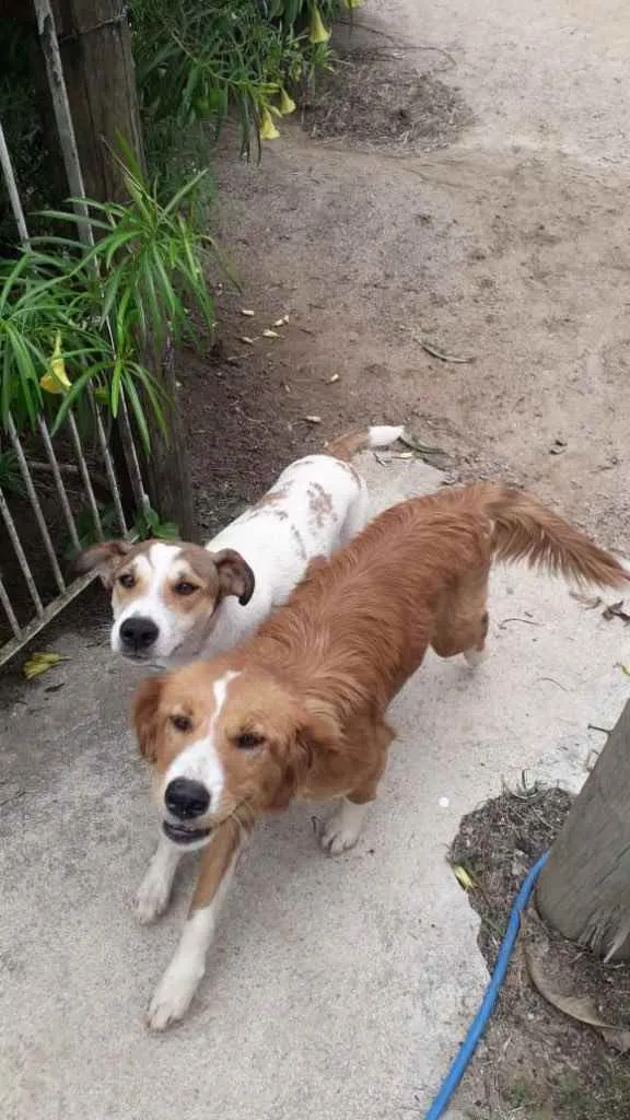 Cachorro ra a  idade 2 anos nome Não sei 