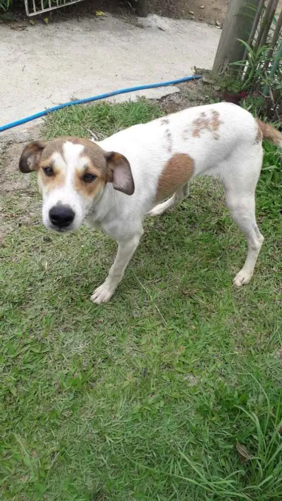 Cachorro ra a  idade 2 anos nome Não sei 
