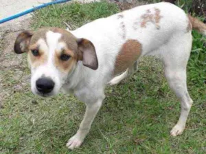 Cachorro raça  idade 2 anos nome Não sei 