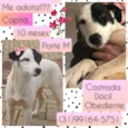 Capitã 