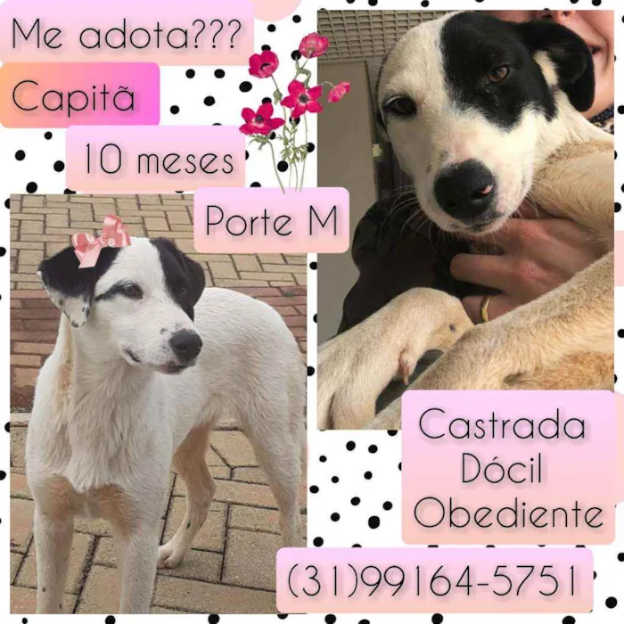 Cachorro raça SRD idade 7 a 11 meses nome Capitã 