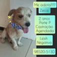 Zeca