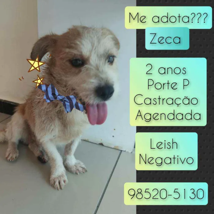 Cachorro raça SRD idade 2 anos nome Zeca