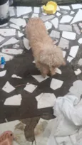 Lupi
