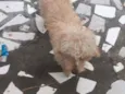 Lupi