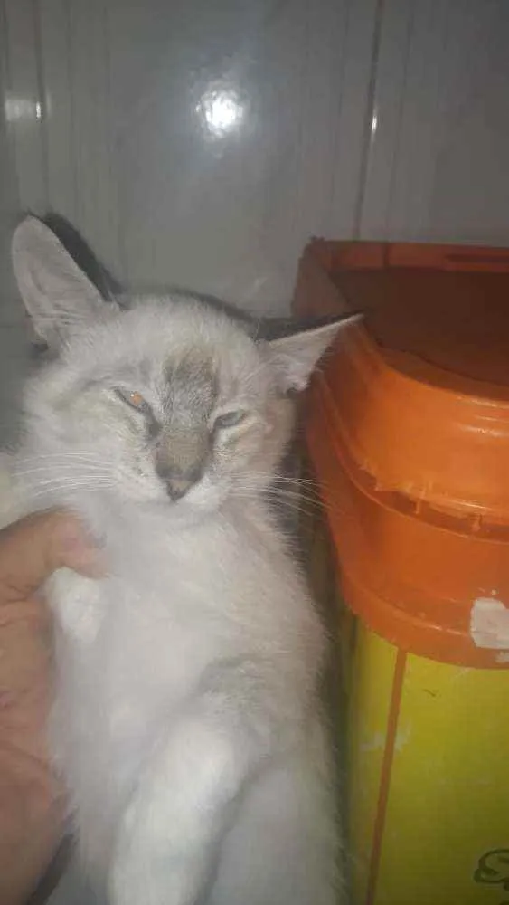 Gato raça SRD idade 2 a 6 meses nome Tigrinho