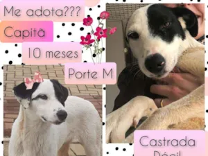 Cachorro raça SRD idade 7 a 11 meses nome Capitã 