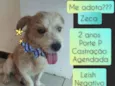Zeca