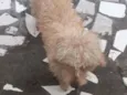 Lupi