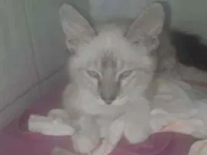 Gato raça SRD idade 2 a 6 meses nome Tigrinho